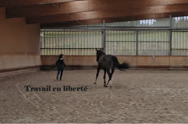Cheval en liberté